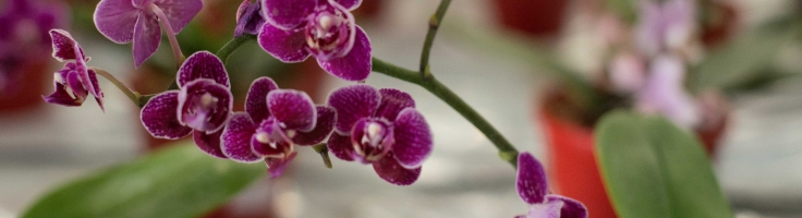 Museu receberá Exposição de Orquídeas, Cactos e Suculentas - Parque  Histórico de Carambeí